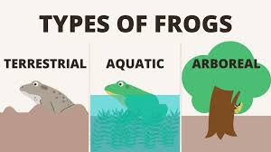 4 compare amphibious structures with those of a human. Frog Anatomy Everything You Need To Know Toads N Frogs