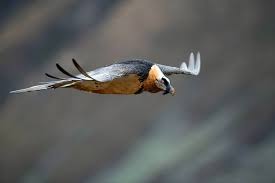 Tvb obwalden schweiz, desiree blättler murmeltier foto: Der Bartgeier Der Grosste Brutvogel Der Alpen Ist Zuruck