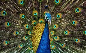 The indian peafowl (pavo cristatus), also known as the common peafowl, and blue peafowl, is a peafowl species native to the indian subcontinent. Peafowl Wikipedia
