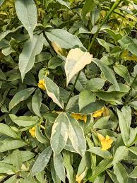 Image result for Allamanda schottii