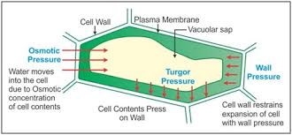 The process of diffuse cell growth can be seen as a key prerequisite to the evolution of the complex forms seen in land plants. 4 Huge Difference Between Turgor Pressure And Wall Pressure With Table Core Differences