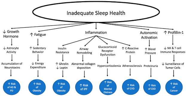 Healthy Sleep Every Day Keeps the Doctor Away