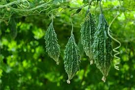 Image result for hình ảnh giàn mướp