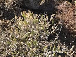 Image result for Tridactyle filifolia