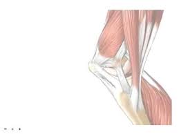 Muscles, tendons, and ligaments run along the surfaces of the feet, allowing the complex movements needed for motion and balance. Tendons Vs Ligaments What S The Difference Youtube