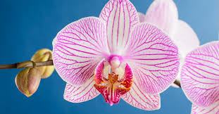 Image result for Orchidaceae