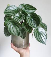 Image result for Peperomia molleri