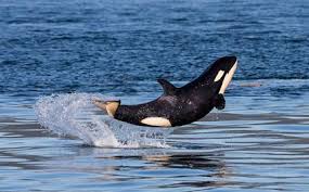 This Could Be The Happiest Baby Orca Ever Whale Orca Orca Whales