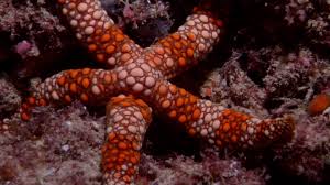 Image result for Gomphia