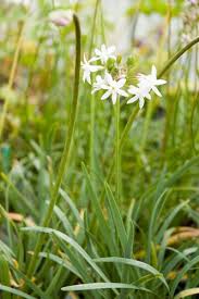 Image result for Tulbaghia acutiloba