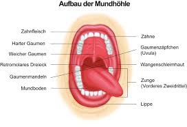 Die lider sind dünnhäutig, das gewebe darunter locker und weich. Krebs Der Mundhohle Risikofaktoren Und Anzeichen Patienten Information De