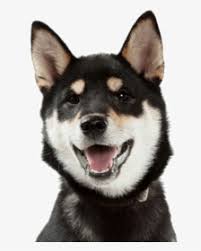 Color is typically blue or brown (green & amber possible). Black Shiba Inu Husky Mix Hd Png Download Transparent Png Image Pngitem