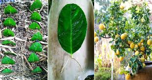 Check spelling or type a new query. Cara Tanam Pokok Lemon Dalam Pasu Semai Guna Daun Saja Benih Lagi Cepat Tumbuh Vanilla Kismis