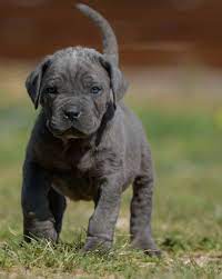 Select from premium italian mastiff of the highest quality. Cria De Cane Corso Venta De Cane Corsos Comprar Cachorros Cane Corso Online