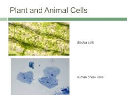 A definite form is less common. Observing The Difference Between Plant And Animal Cells September Ppt Download