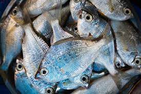 Usually keep for three weeks as long as the pack is sealed. How Long Can Fish Be Kept In The Fridge Or Freezer George Hughes Fishmongers