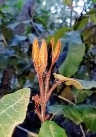 Image result for Trichocladus