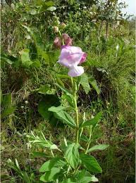 Image result for Sesamum angolense