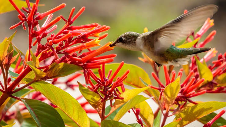 Exploring Firebush: A Unique Spring Addition to Your Garden