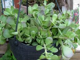 Kleinia Petraea Trailing Jade World Of Succulents Container Garden Succulents Plant Care Houseplant Jade Plants