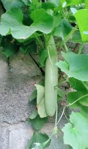 Image result for Lagenaria abyssinica