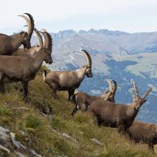 Welcher partner passt zum sternzeichen schütze? Bewerbung Sind Sie Sternzeichen Steinbock Beachten Sie Dringend Diese Dinge Karriere