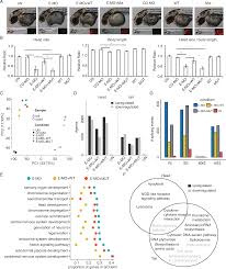 Clara peters morais's geni profile. A Missense Mutation In Snrpe Linked To Non Syndromal Microcephaly Interferes With U Snrnp Assembly And Pre Mrna Splicing