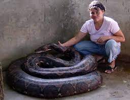 The World S Largest Python In Captivity They Fed This Snake A Goat The Week Before We Arrived Supposedly It Only Eats Bohol Bikinis For Sale Tour Packages