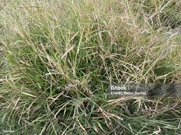 Image result for Cenchrus ciliaris