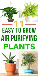 11 Air Purifying Plants Even Brown Thumbs Can Grow Whole New Mom Indoor Air Purifying Plants Best Air Purifying Plants Plants