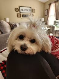 Iowa Park police department reunited lost piper