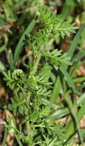 Image result for Lepidium bonariense