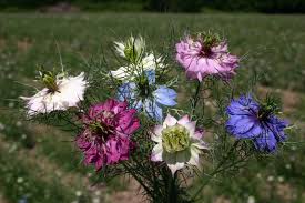 They're actually five seedpods fused together, and they're usually green with purple, brown, or magenta coloring along the protruding ribs. Love In A Mist Mix Oregon Wholesale Seed Company