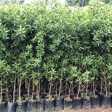 Image result for Conocarpus