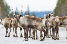 Image result for reindeer