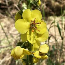 Image result for Hebenstretia integrifolia