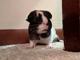 In this article, we'll provide you with a host of cute female guinea pig names. American Guinea Pig Breed Lafeber Co Small Mammals