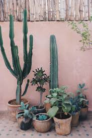 Cultivated evergreen tree or shrub. Are Cactus Thorns Poisonous Illustrated Guide Succulents Network Plants Succulents Cactus