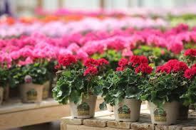 Wallaces Garden Center