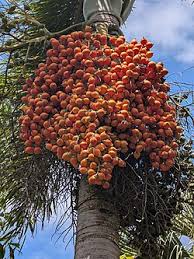 Image result for Wodyetia