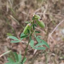 Image result for Crotalaria pisicarpa
