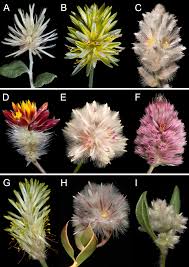 Image result for Kyphocarpa angustifolia