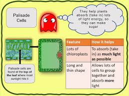 Click to see our best video content. Specialised Cells Ks3 Low Ability Teaching Resources