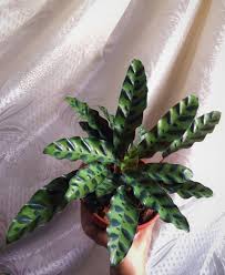 To find out how people get started with hobbies as adults, just look at reddit. Lockdown Hobbies Explore Tumblr Posts And Blogs Tumgir