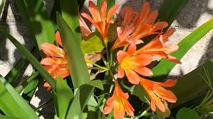 Best fertilizer for flowers in spring. Best Fertilizer For Clivia Plants Winter Spring And Summer Eco Family Life