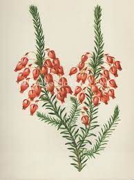 Antique Flower Print Heath Flower Bookplate Vintage Botanical Flowers Bookplate Art Print Red Flowers Wall Print Wall Art Botanica