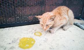 Sepanjang bela beliau, tidak pernah sakit seteruk ini. 6 Sebab Kenapa Kucing Muntah Buih Putih Hijau Kuning Darah Dll