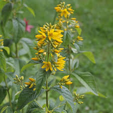 Most are familiar with purple, but yellow loosestrife is from a different family having many primrose flowers. Lysimachia Vulgaris