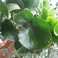 Image result for Cyphostemma jaegeri