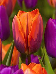 Tulip Slideshow Tulip Springgarden Beautiful Flowers Bulb Flowers Tulips